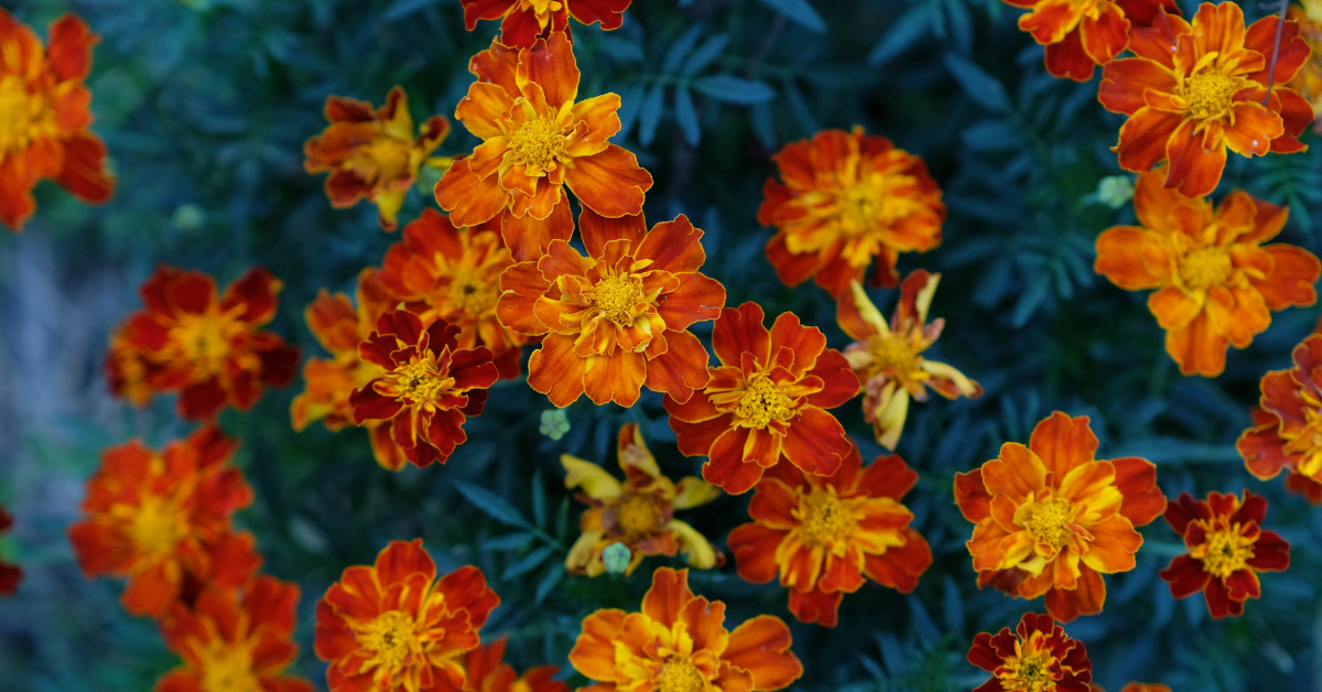 Marigold: Sunshine in a Flower - The Bright Botanical Yellow for Sustainable DIY Projects